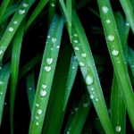 Closeup image of dewdrops on green grass.